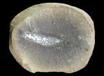 Astreptoscolex Fossil Worm (Pos/Neg) - Mazon Creek #70586-1